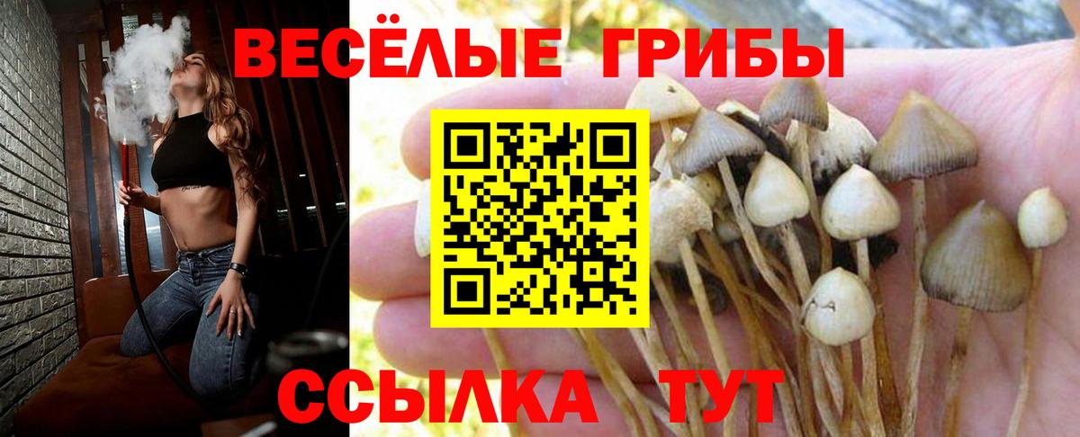 Галлюциногенные грибы Cubensis Кулебаки